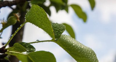 Bir yaz günü bahçedeki su damlalarında armut yaprakları