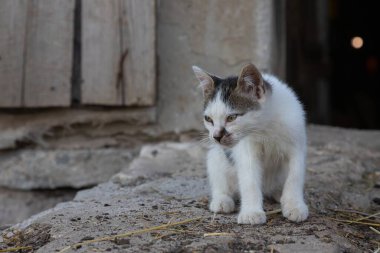 Köy bahçesinde küçük bir kedi yavrusu. Kırsal kesimde. yaz.