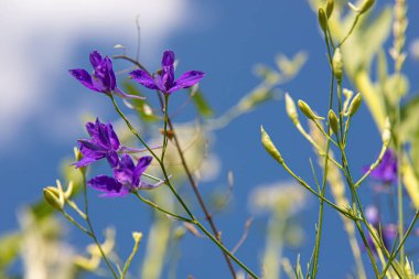 Mavi gökyüzünün arka planında mor kır çiçekleri. Güneşli hava, yaz.