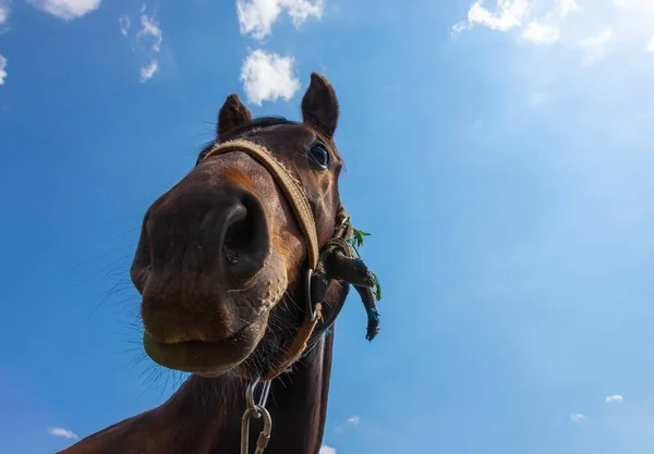 Kop Van Een Bruin Paard Van Dichtbij Platteland Zomer — Stockfoto