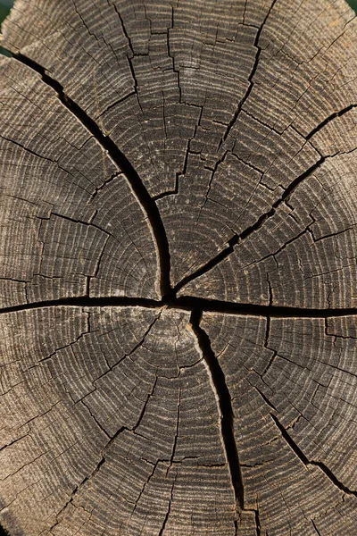 割れや年輪付きの白木の質感 美しい背景 アブストラクト — ストック写真