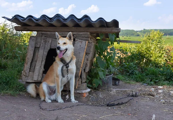 Cão Está Amarrado Com Uma Corrente Perto Canil Quadro Rural — Fotografia de Stock