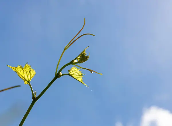 Vid Sobre Fondo Del Cielo Jardín Día Verano —  Fotos de Stock