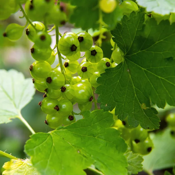 Groseilles Rouges Non Mûres Dans Jardin Journée Ensoleillée Été Gros — Photo