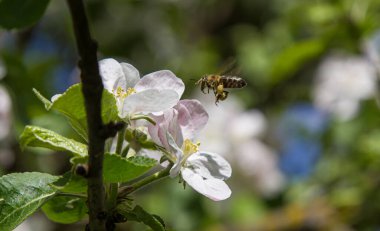 Bahçede elma ağacı çiçek açar. arılar nektar ve polen toplar