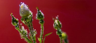 Kırmızı zemin üzerinde hava kabarcıkları ile su altında gül