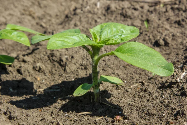 Dans Champ Ferme Pousses Tournesol Poussent Printemps — Photo