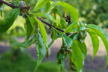 Hasarlı şeftali yaprakları Taphrina. tarım, bahçe, sebze bahçesi