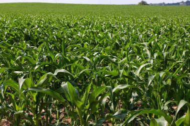 Mısır tarlası. Filizler sıra sıra büyür, gelecekteki hasat çiftlikte olur. Yaz, güneşli hava.