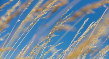 Mavi gökyüzünün arka planında yabani tahıllar vardı. Kırsal kesimde. Yaz, sonbahar.
