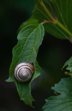 Yeşil çimlerde salyangoz var. Arka plan bulanık. yaz.