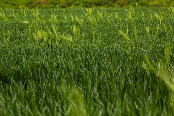 Espiguetas Centeio Verde Crescem Campo Fazenda Verão — Fotografia de Stock