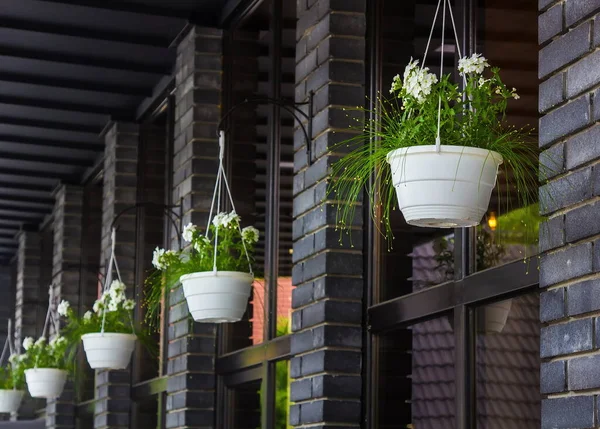 white flowers in white pots hanging on the street