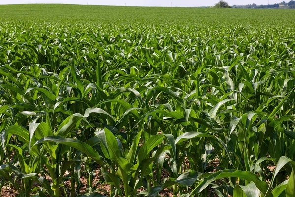 Mısır tarlası. Filizler sıra sıra büyür, gelecekteki hasat çiftlikte olur. Yaz, güneşli hava.