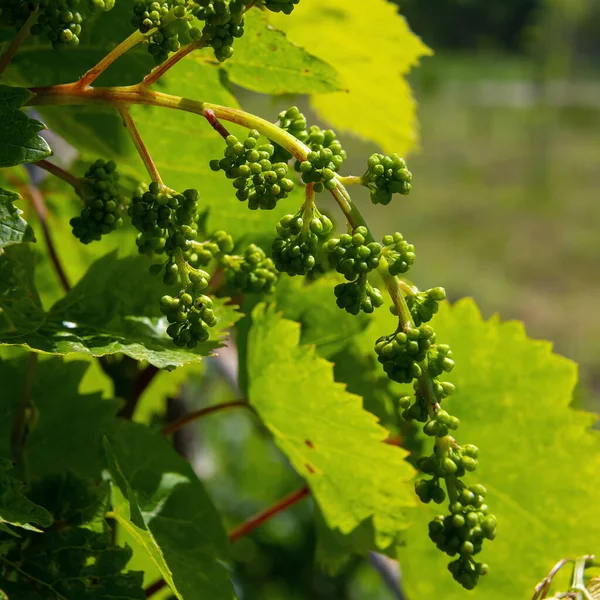 Fleurs Vigne Sur Fond Ciel Dans Jardin Jour Été — Photo