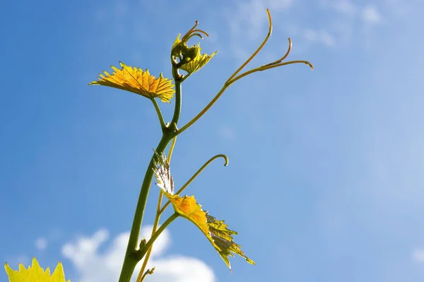 夏日的花园里 天空中的藤蔓 — 图库照片