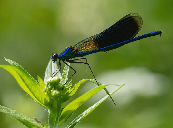 Libelle Auf Grünem Hintergrund Sommersonniger Tag Nahaufnahme — Stockfoto