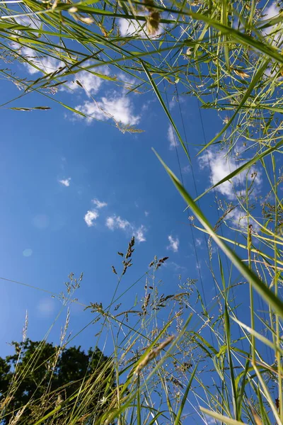 Błękitne Niebo Trawą Widok Dołu Tło Faktura Lato — Zdjęcie stockowe