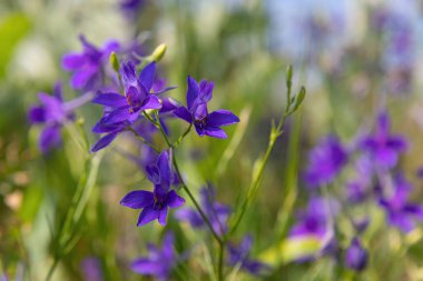Mor kır çiçekleri, bulanık arka plan. Güneşli hava, yaz.