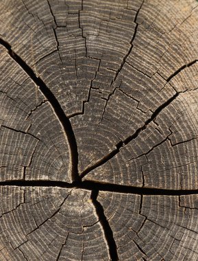 Çatallı ve yıllık halkalı testere ahşabı dokusu. Güzel arka plan. soyut