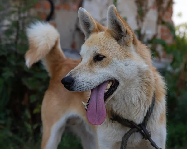 Hond Vastgebonden Met Een Ketting Bij Kennel Droevig Plattelandsbeeld — Stockfoto