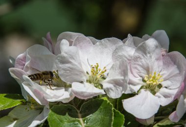 Bahçede elma ağacı çiçek açar. arılar nektar ve polen toplar
