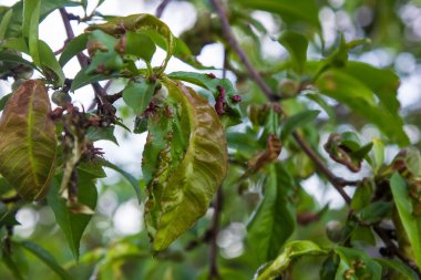 Hasarlı şeftali yaprakları Taphrina. tarım, bahçe, sebze bahçesi