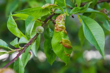 Hasarlı şeftali yaprakları Taphrina. tarım, bahçe, sebze bahçesi