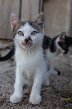 Köy bahçesinde küçük bir kedi yavrusu. Kırsal kesimde. yaz.