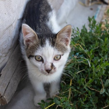 Köy bahçesinde küçük bir kedi yavrusu. Kırsal kesimde. yaz.