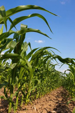 Mısır tarlası. Filizler sıra sıra büyür, gelecekteki hasat çiftlikte olur. Yaz, güneşli hava.