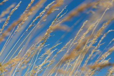 Mavi gökyüzünün arka planında yabani tahıllar vardı. Kırsal kesimde. Yaz, sonbahar.