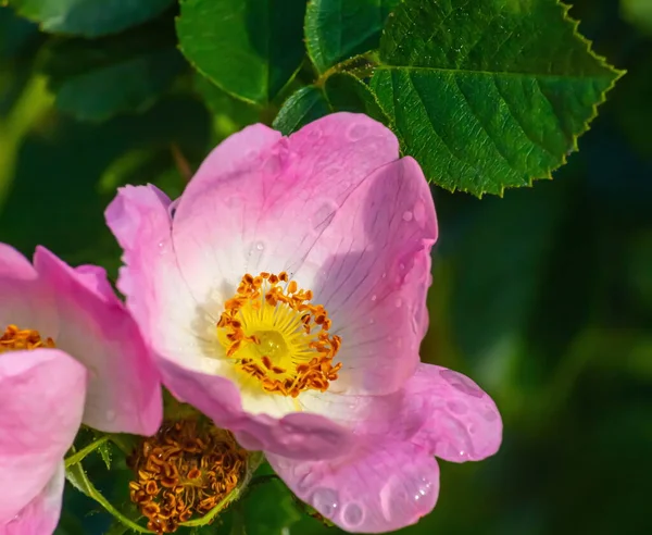 玫瑰的菊花结满了水滴 — 图库照片