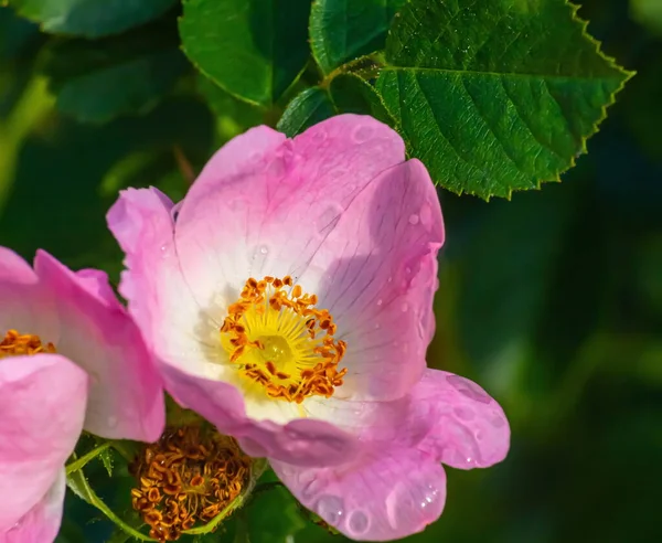 Roos Heup Bloemen Close Met Waterdruppels Zomer — Stockfoto