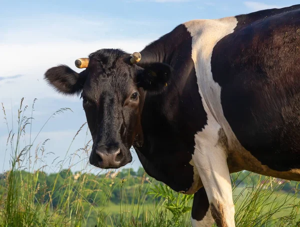 Vaca Roza Pasto Verano Contra Cielo — Foto de Stock