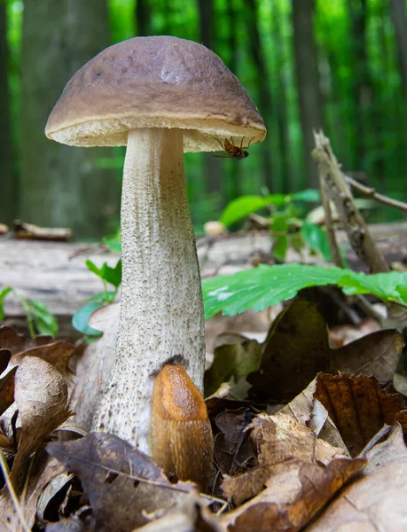 Paddenstoel Natuurlijke Omgeving Het Bos — Stockfoto