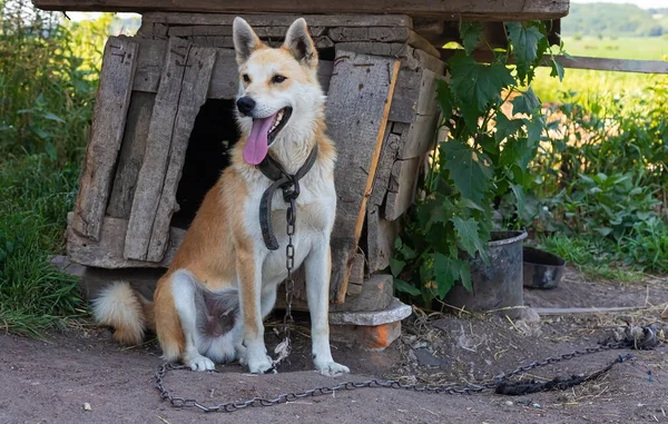 Cão Está Amarrado Com Uma Corrente Perto Canil Quadro Rural — Fotografia de Stock