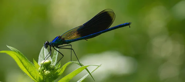 Libelle Auf Grünem Hintergrund Sommersonniger Tag Nahaufnahme — Stockfoto