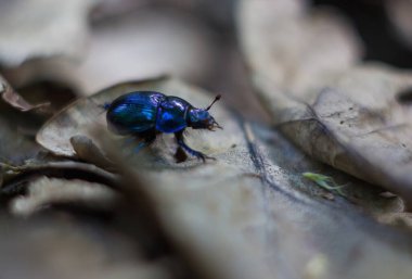 Vahşi doğadaki böcekler, çimen güneşi, yaz günü