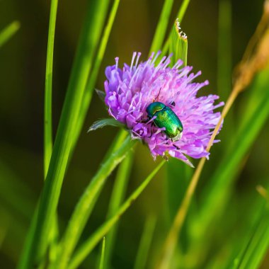 Vahşi doğadaki böcekler, çimen güneşi, yaz günü