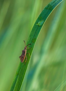 Vahşi doğadaki böcekler, çimen güneşi, yaz günü