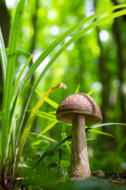 Ormandaki doğal ortamda mantar