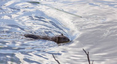 Misk faresi suda yüzer. Su gökyüzünü yansıtır.