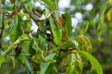 Hasarlı şeftali yaprakları Taphrina. tarım, bahçe, sebze bahçesi