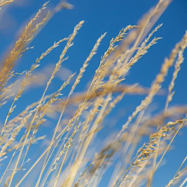 Mavi gökyüzünün arka planında yabani tahıllar vardı. Kırsal kesimde. Yaz, sonbahar.