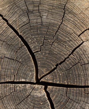 Çatallı ve yıllık halkalı testere ahşabı dokusu. Güzel arka plan. soyut