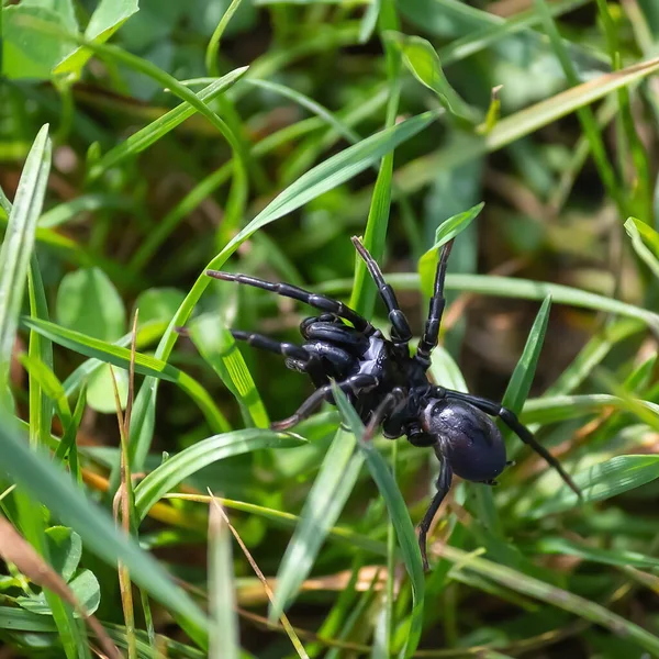 Araignée Noire Dans Herbe Sur Prairie Par Une Journée Ensoleillée — Photo