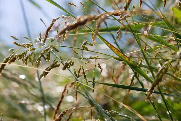 Sfondo Erba Verde Con Rugiada Sfocata Giorno Estate — Foto Stock