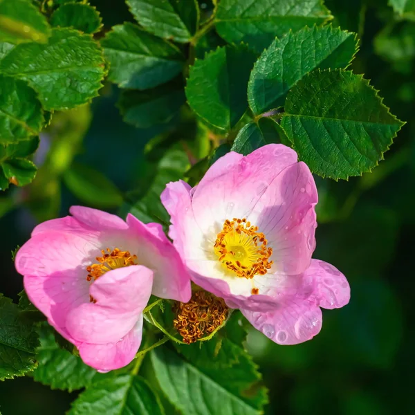 Roos Heup Bloemen Close Met Waterdruppels Zomer — Stockfoto