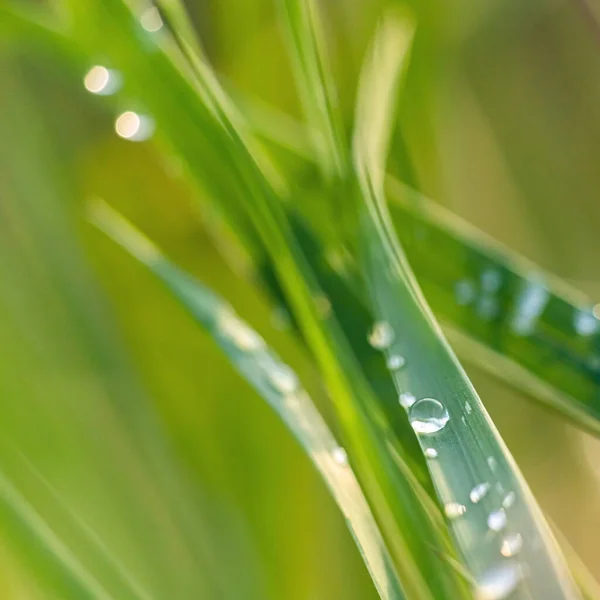 Hintergrund Von Grünem Gras Mit Verschwommenem Tau Sommertag — Stockfoto